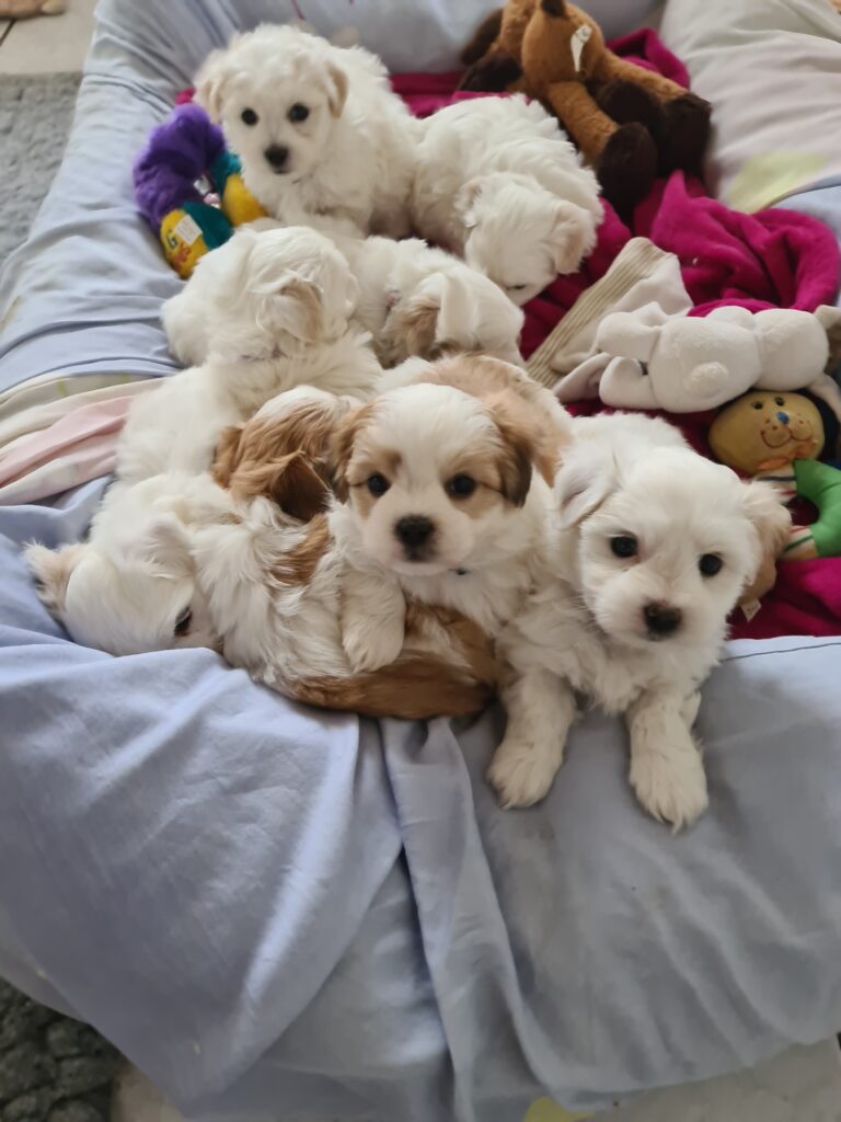 Pinnwand Coton de Tuléar Club Schweiz