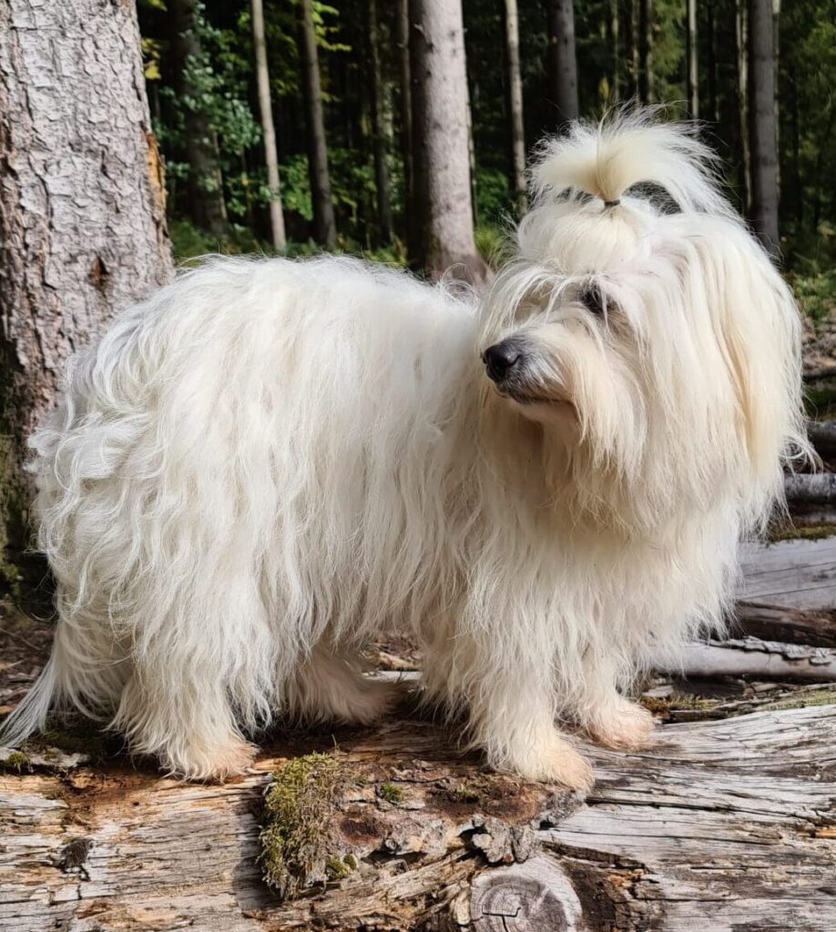 Pinnwand Coton de Tuléar Club Schweiz