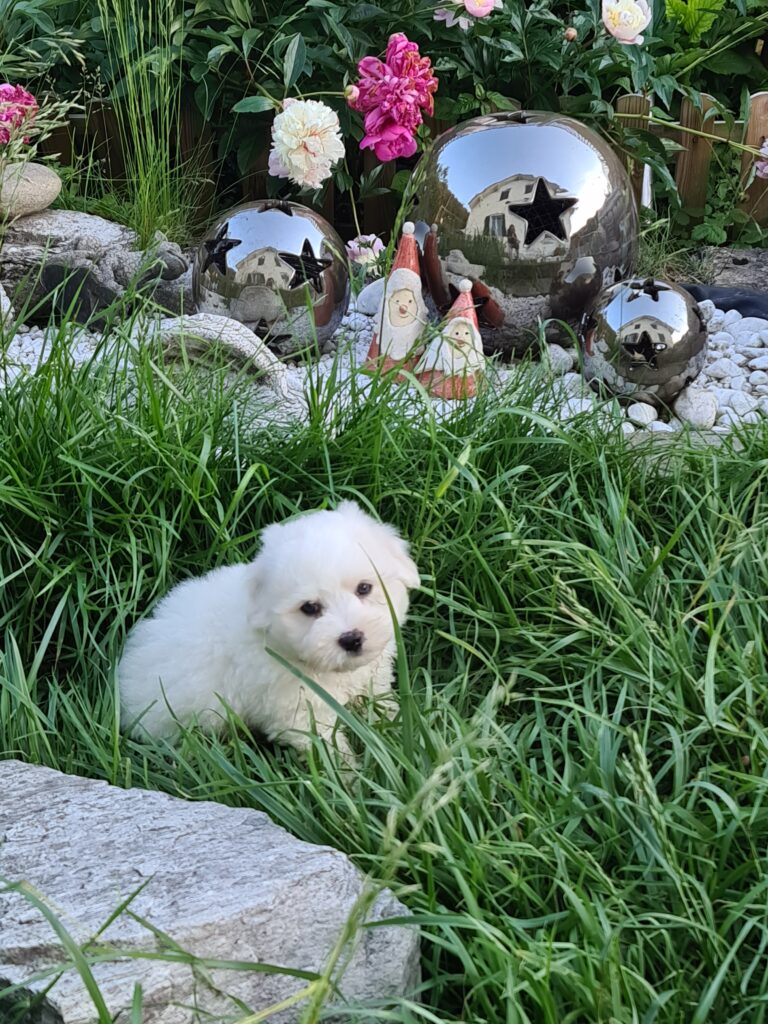 Pinnwand Coton de Tuléar Club Schweiz