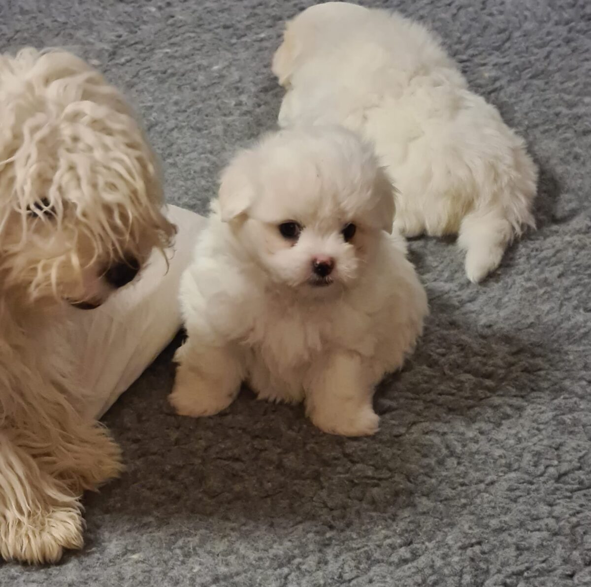 Herzlich Willkommen beim Coton de Tuléar Club Schweiz Coton de Tuléar