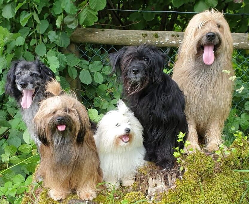 Pinnwand Coton de Tuléar Club Schweiz